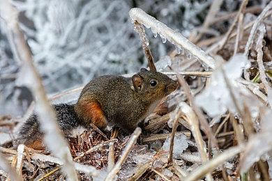 顽皮狗谈《最后的生还者》多人项目 正在努力开发中